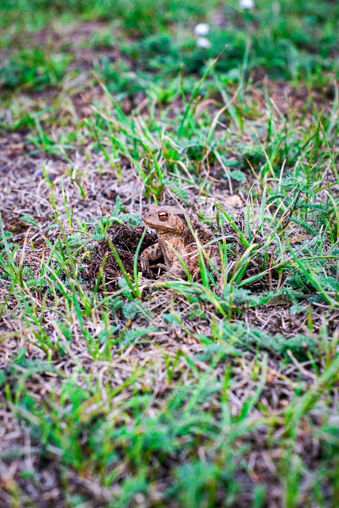 ellow-greenish frog with yellow shiny eyes in green grass