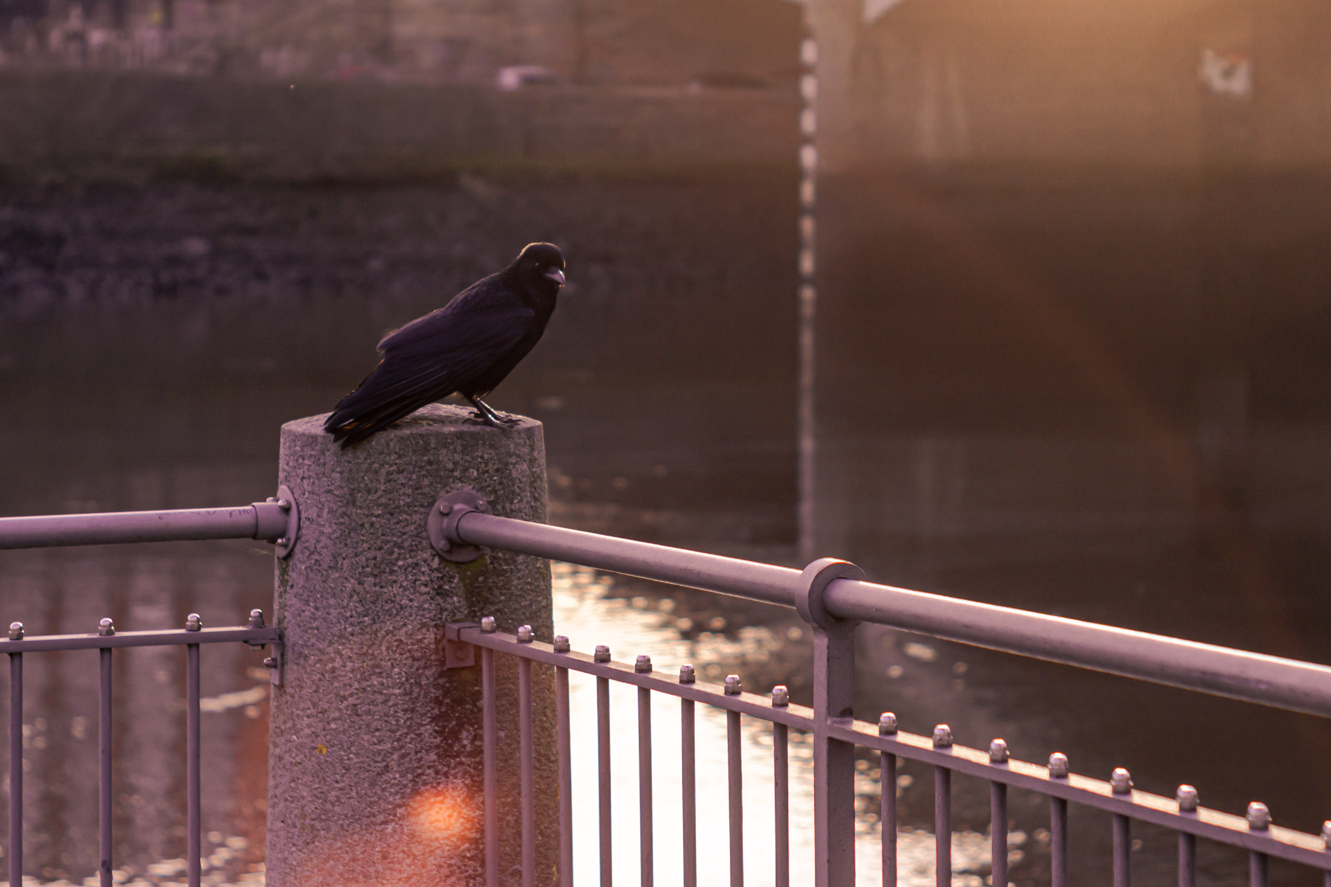 raven sitting on a fence, sun reflections and warm light